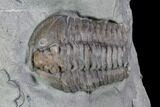 Flexicalymene Trilobites (Prone & Rolled) - Mt Orab, Ohio #106273-3